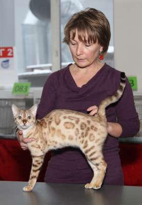 �������� ����� '������� ���-�����' 30 ������-1 ������� 2013., WCF-����� 4225